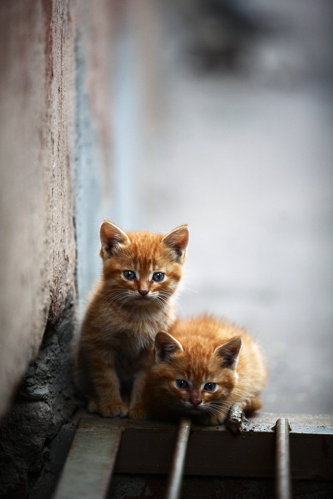 stray kittens in an alley